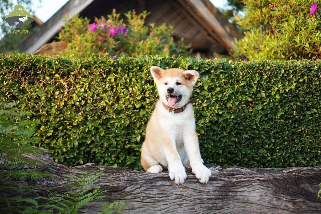 Khám Phá Thị Trường Mua Bán Chó Akita Tại TP.HCM, Bình Dương, Đồng Nai